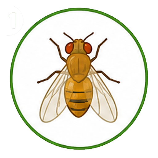 mosca-fruta